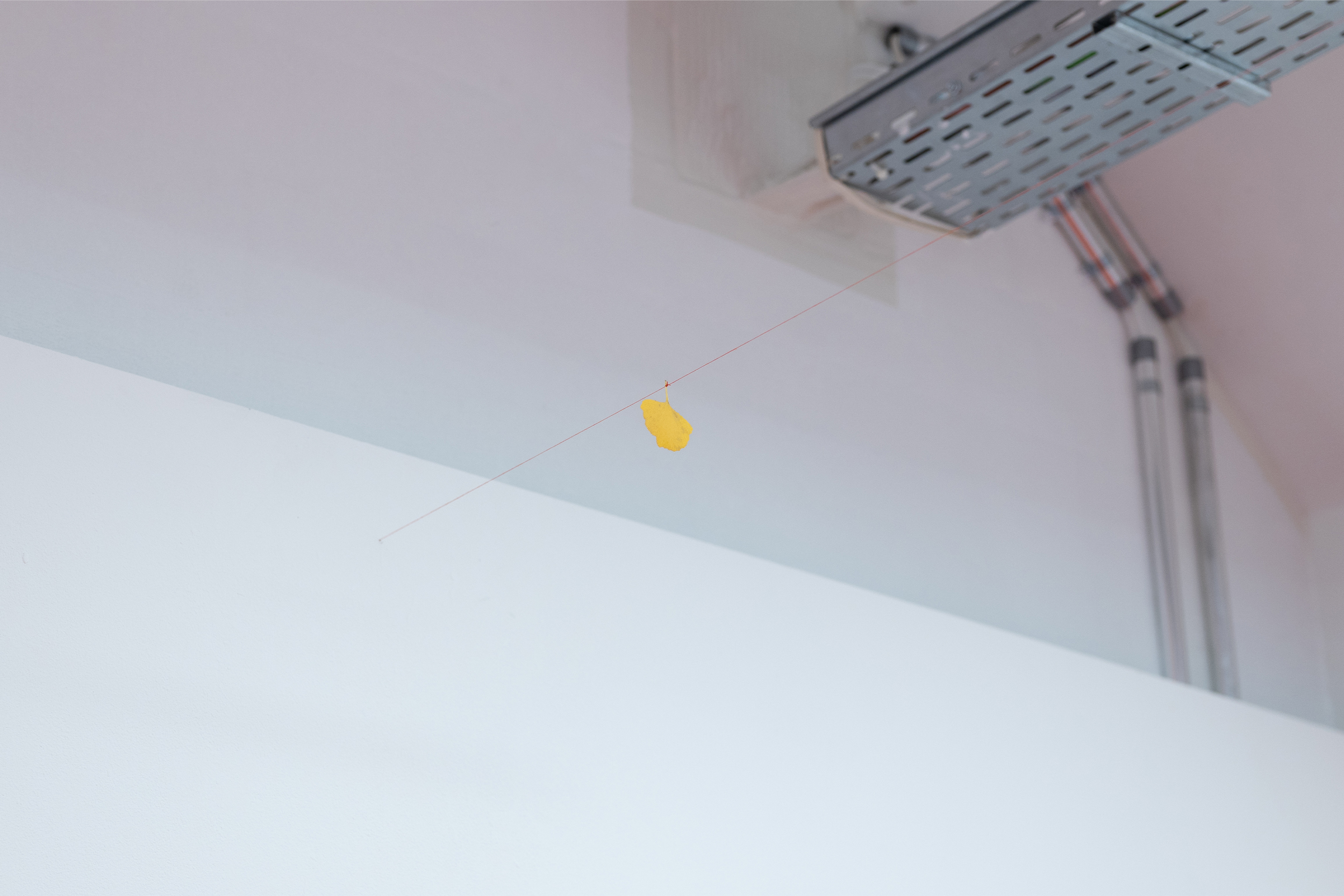 IIIII II ; ginko leaf, red thread